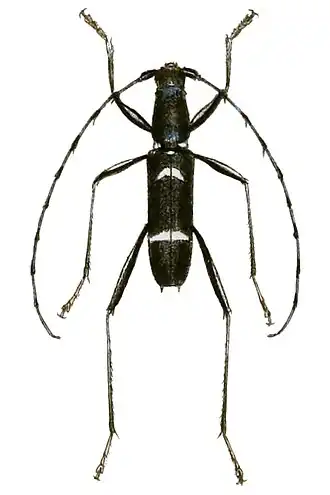 Acrocyrta clytoides