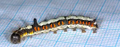 Larva adulta em agosto