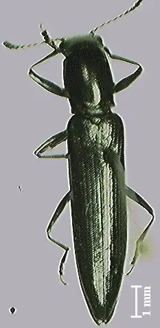 Acropteroxys gracilis