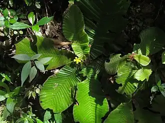 Acrotrema arnottianum