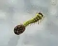 Larva eclodindo