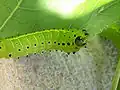 Larva de quarto instar. As manchas também podem ser amarelas ou magenta.