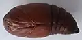 Pupa, removida do casulo. Olhos visíveis na extremidade da cabeça (esquerda)