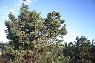 Actinostrobos arenarius