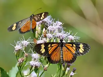 Actinote pellenea adultos