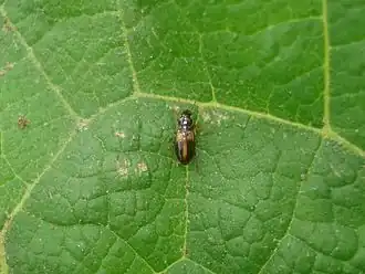 Acupalpus meridianus