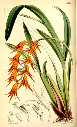 Ada aurantiaca