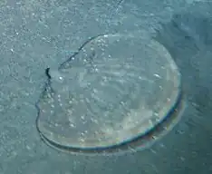 Vieira da Antártica no fundo do mar sob 5 metros de gelo marinho no Mar de Ross, Antártica.