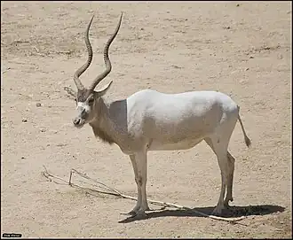 Ádax (Addax nasomaculatus) no Zoológico Bíblico de Jerusalém, em Israel