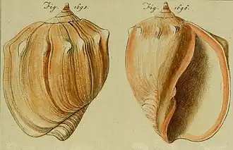 Ilustração com a vista superior (esquerda) e inferior (direita) de uma concha, sem o perióstraco, de Pachycymbiola brasiliana, por Johann Hieronymus Chemnitz, retirada de Neues Systematishes Conchylien-Cabinet (1795); outrora uma espécie pertencente a um subgênero de Adelomelonː Pachycymbiola; agora um gênero distinto.[1]