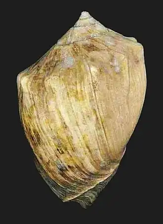 Vista superior de uma concha do molusco Volutidae P. brasiliana; espécime sem perióstraco.