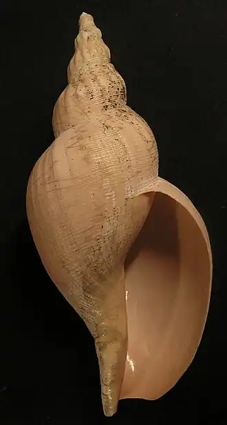 Vista inferior da concha do molusco Volutidae A. riosi.