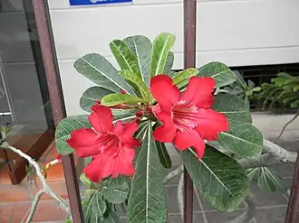 Variedade rosa intenso