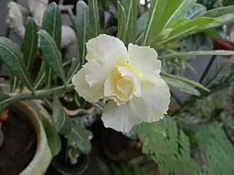 Variedade com flores dobradas