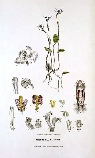 Adenochilus nortonii