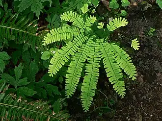 Adiantum aleuticum