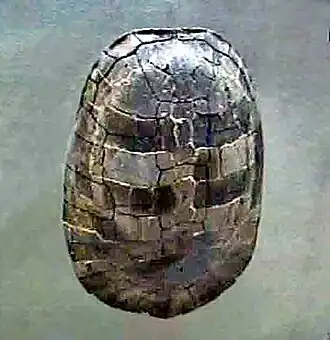 Fóssil de Adocus punctatus , EUA, New Jersey, período Cretáceo, no Museu Peabody de História Natural , Yale