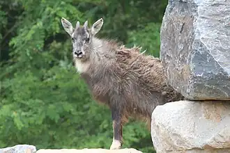 Goral-de-cauda-longa macho no Instituto Nacional de Ecologia, na Coreia do Sul