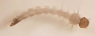 Larva de Aedes aegypti