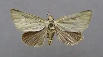 Aegle koekeritziana
