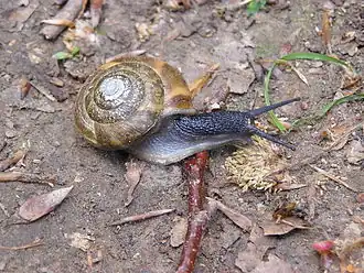 Um espécime vivo de Aegopis verticillus