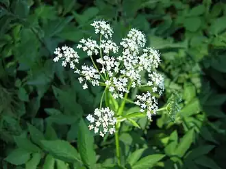 Aegopodium podagraria