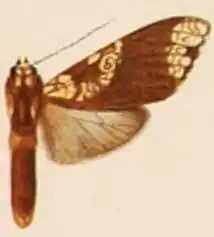Aemilia affinis