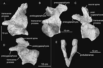 Fósseis de Aeolosaurus sp.