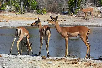 Impala (Aepyceros melampus)