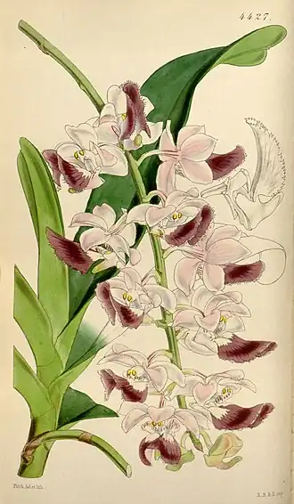 Aerides crispum