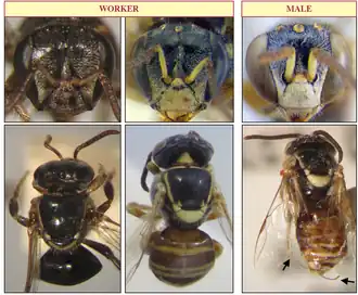 Dois morfos de operárias (primeiras duas colunas) e macho (terceira coluna) de A. essingtoni. As setas pretas indicam a genitália característica dos machos, com pontas curvadas.