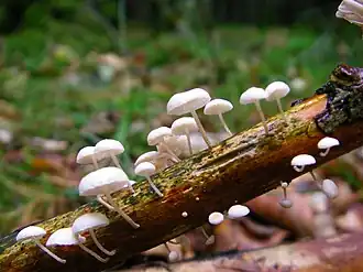 Marasmiellus ramealis