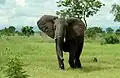 Um elefante