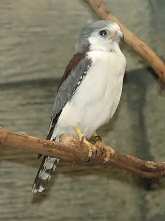 Polihierax semitorquatus