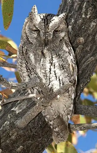 African Scops Owl calls, recorded in the Samburu Game Reserve, Kenya