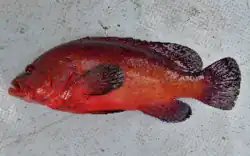 Bobo-quema (Cephalopholis taeniops)