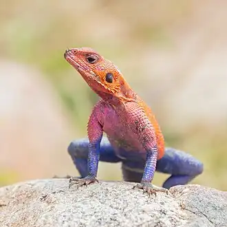 Macho, Serengeti, Tanzânia