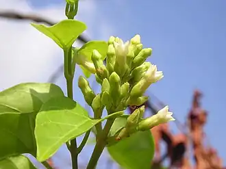 Aganonerion polymorphum