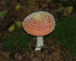 Amanita muscaria