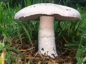 Agaricus campestris