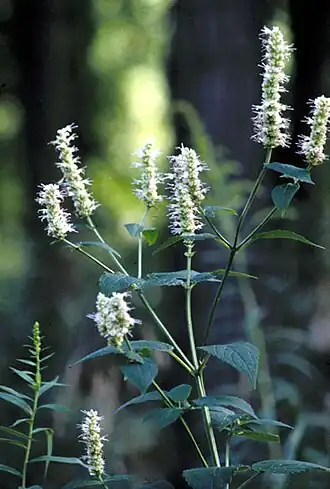 Agastache nepetoides