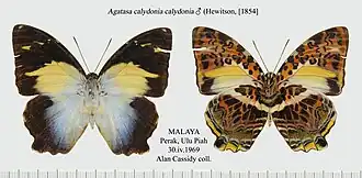 Fotografia de Agatasa calydonia (Glorious Begum) macho, única espécie de seu gênero (táxon monotípico), vista superior (esquerda) e inferior (direita); de Perak, Malásia.[2]