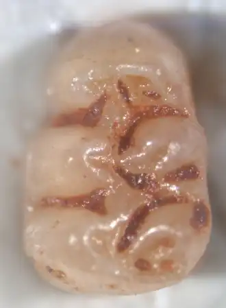 Primeiro molar superior esquerdo de Agathaeromys donovani