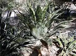 Agave inaequidens ssp. barrancensis