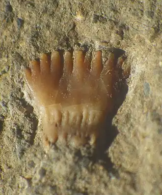 Ageleodus pectinatus do Carbonífero da Escócia