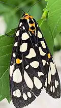 Mariposa-Tigre-de-Jardim (Aglaomorpha histrio)