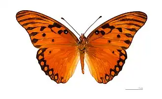 D. vanillae, vista superior.