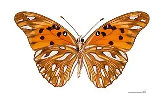 D. vanillae, vista inferior.