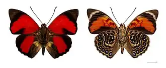 Um Preponini da espécie Prepona claudina (ex Agrias claudina), macho, vista superior (esquerda) e inferior (direita). Primeira espécie descrita do gênero Agrias, em 1824, com a denominação de Nymphalis claudina, e considerada espécie-tipo do gênero.[6]