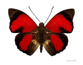 P. claudina (ex Agrias claudina) macho, vista superior, mostrando seus órgãos de androcônia nas asas posteriores.